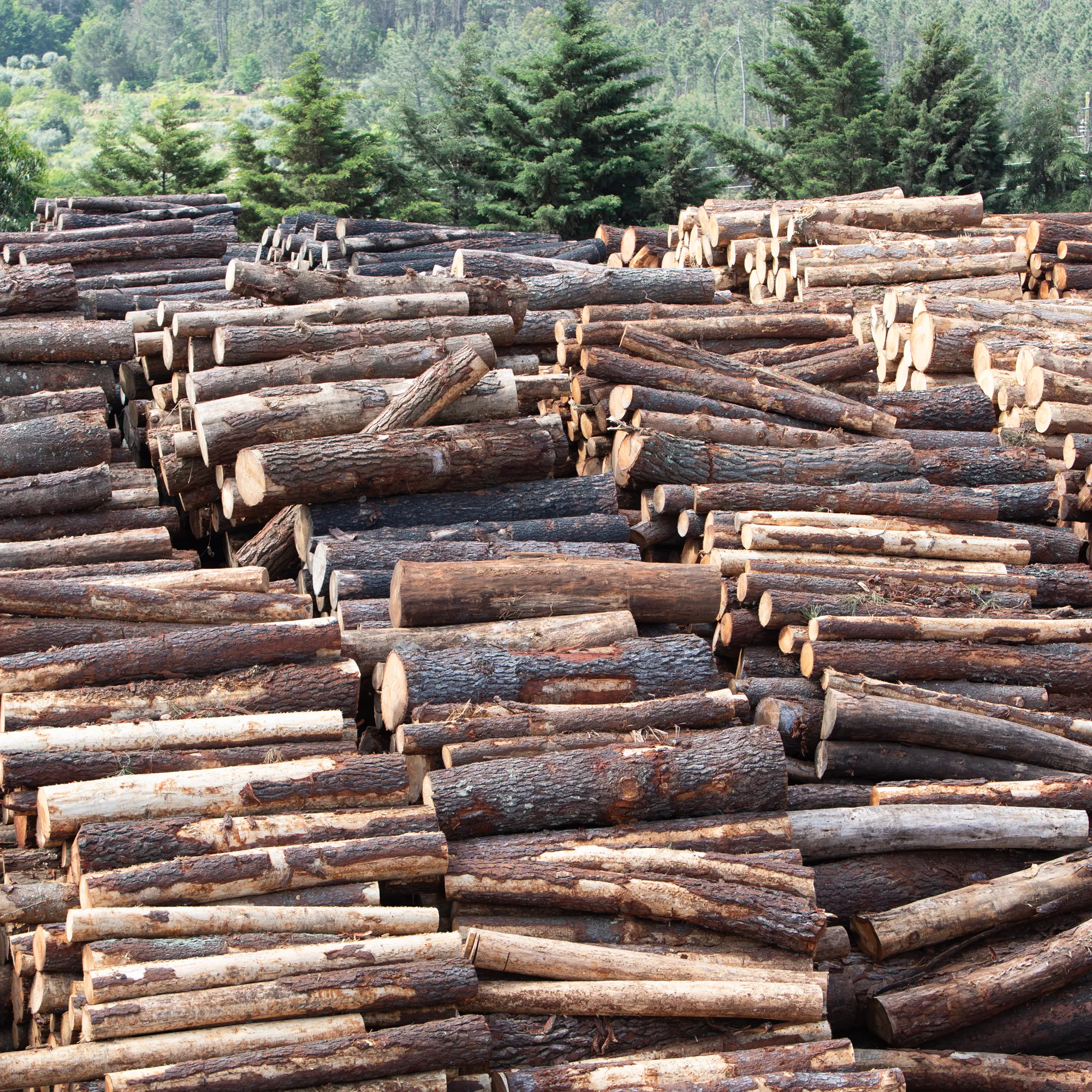 image-Sector forestal