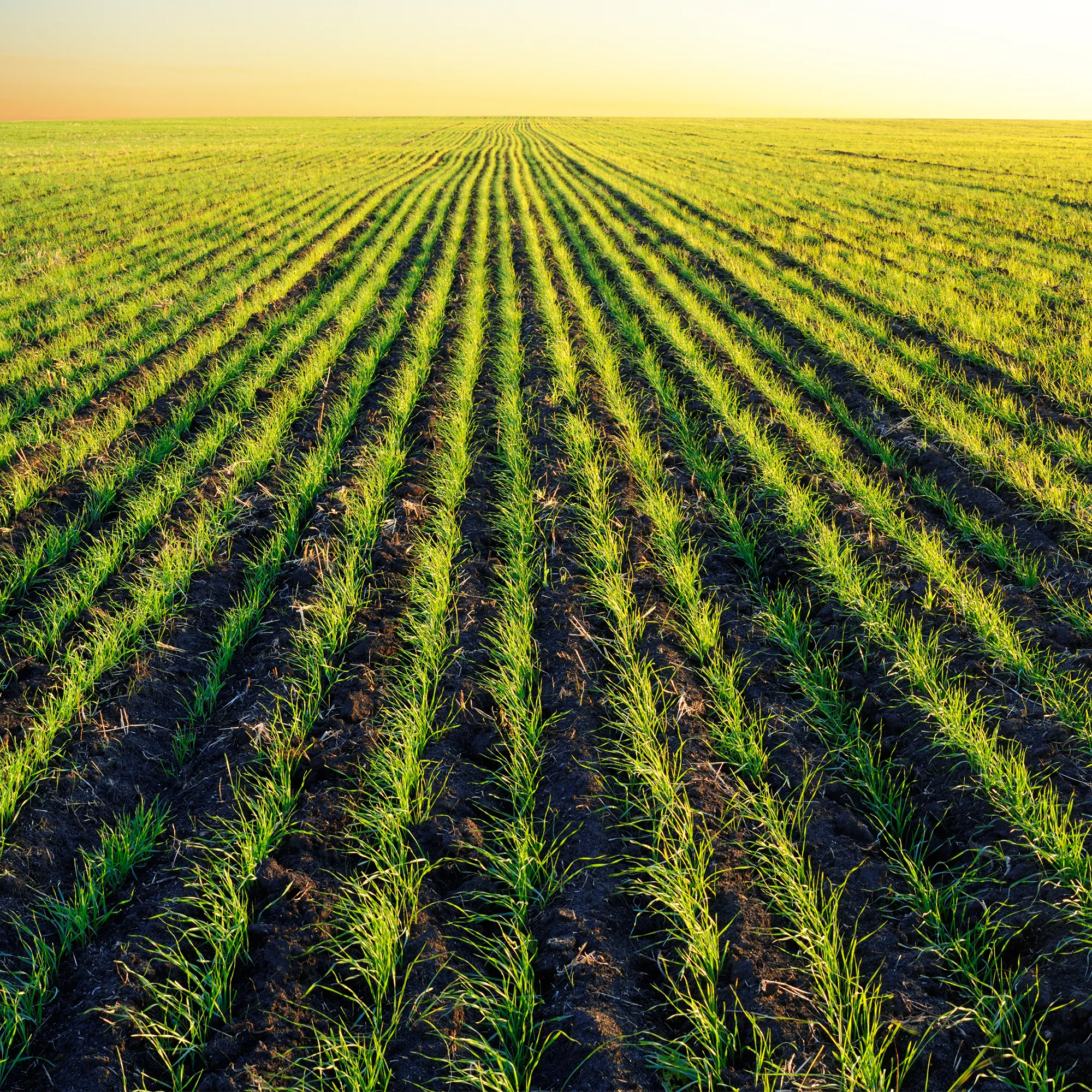 image-Agricultura